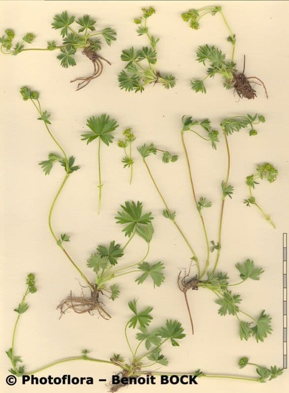 Alchemilla pentafilla 20