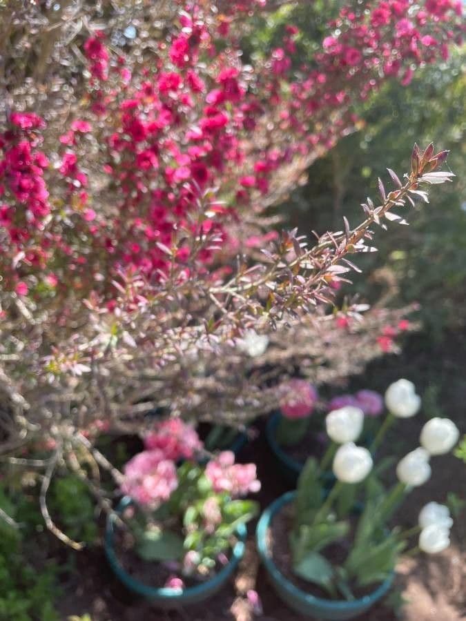 Manuka 16