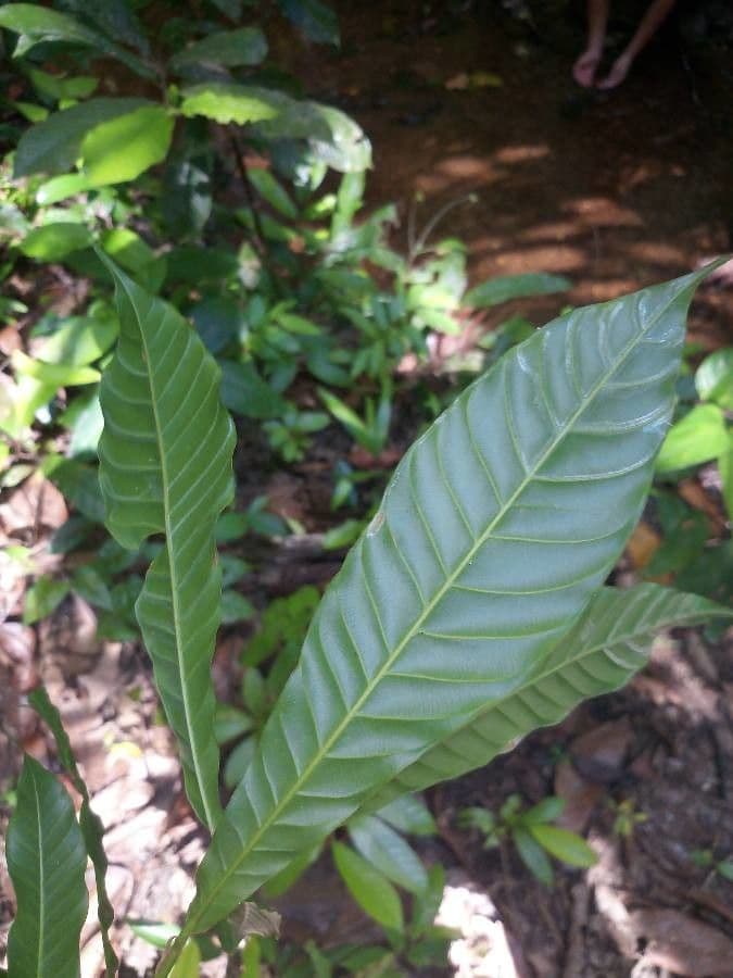 Chrysophyllum cuneifolium 3