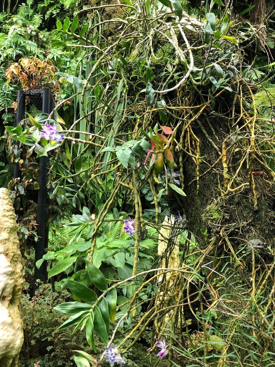 Dendrobium victoriae-reginae 9