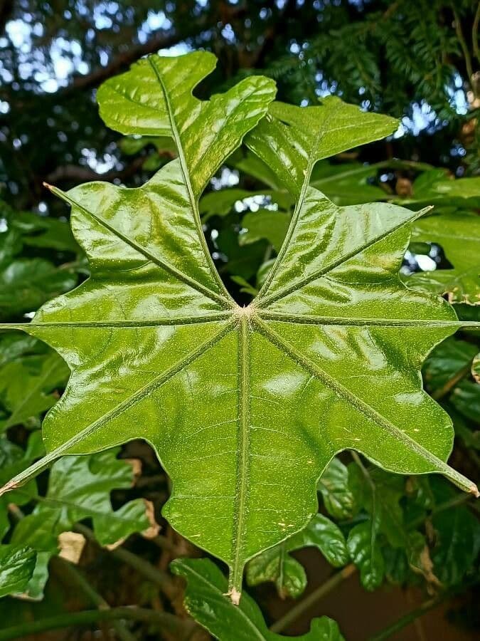 Trevesia palmata 10