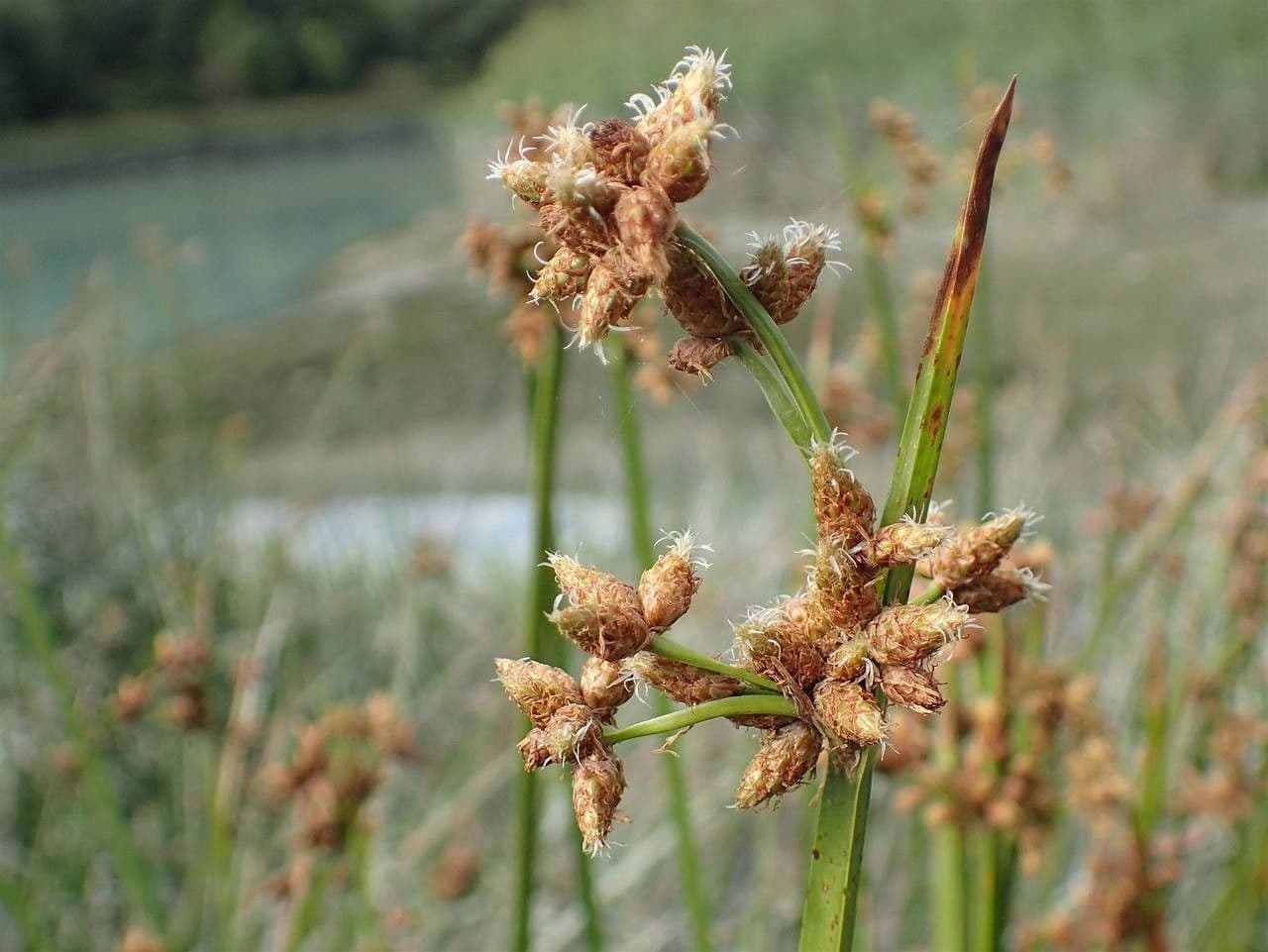 Schoenoplectus triqueter 2
