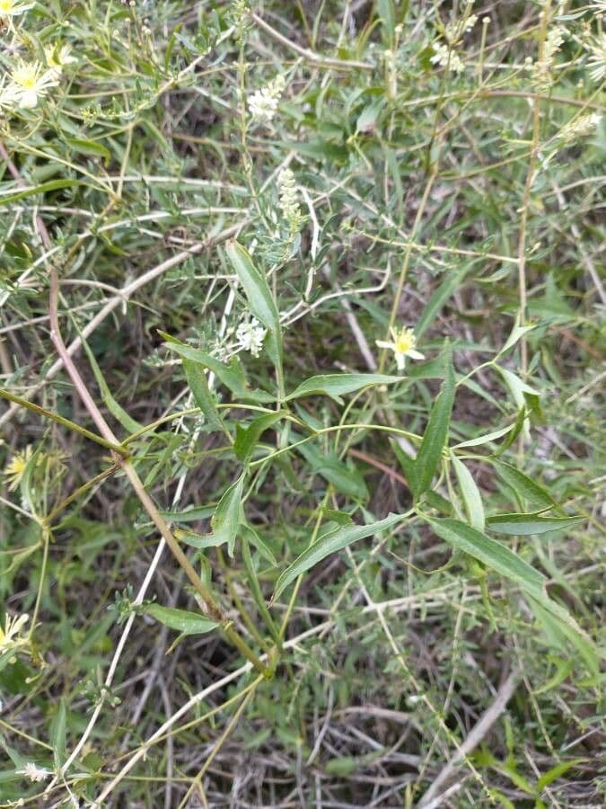 Clematis campestris 14