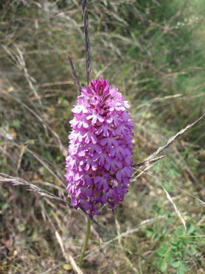 Orchis pyramidal 7