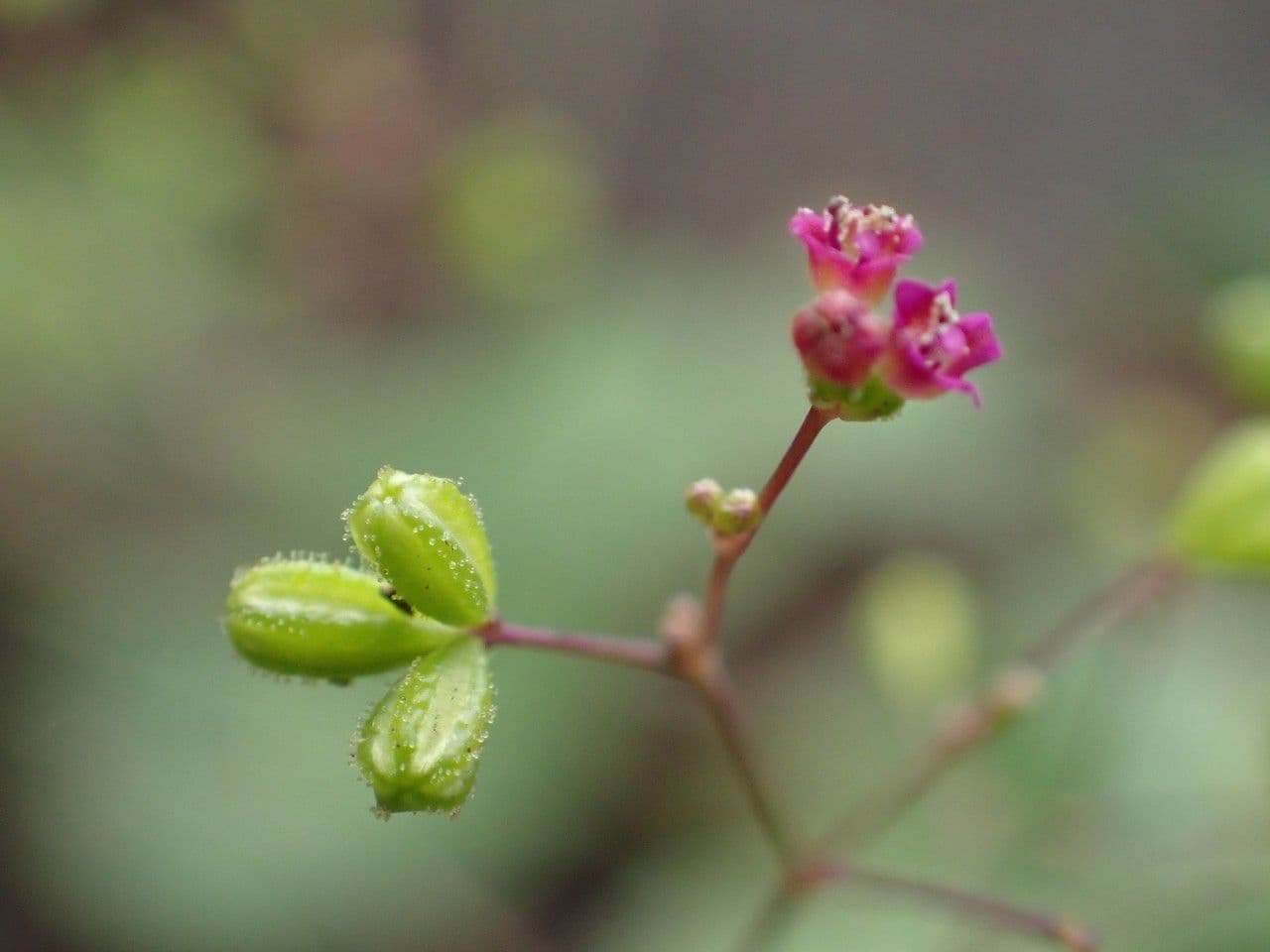 Boerhavia diffusa 5