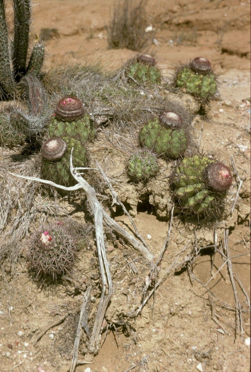 Melocactus 4