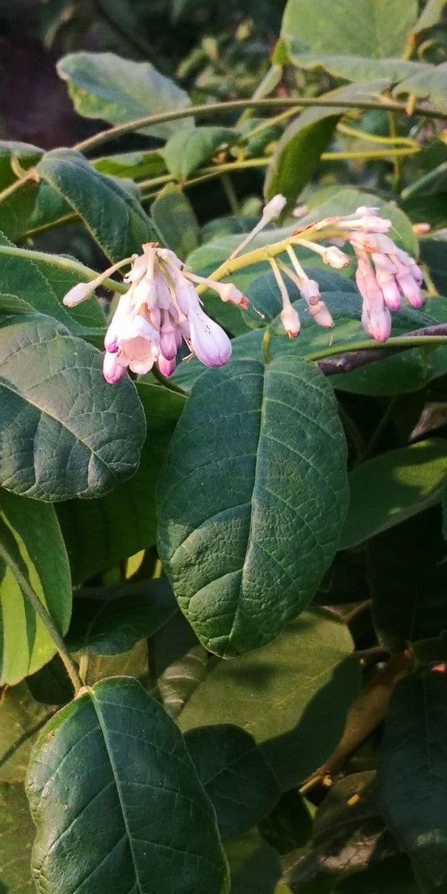Amalocalyx 5