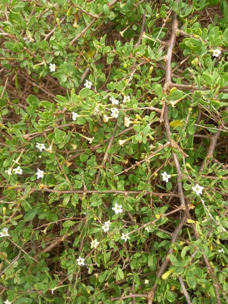 Licium 6