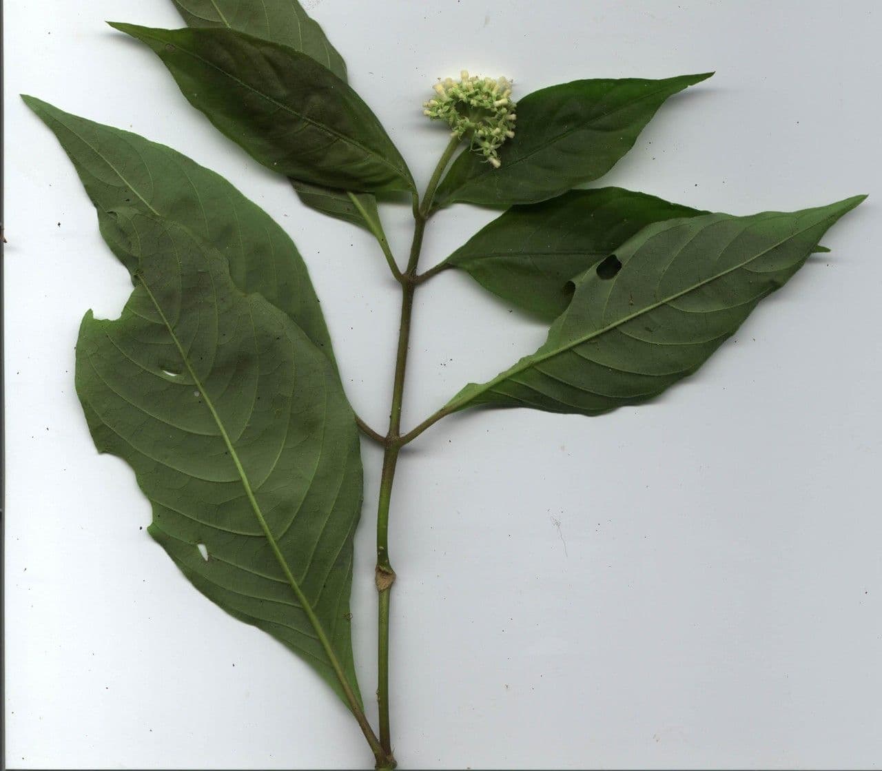 Palicourea hebeclada 14