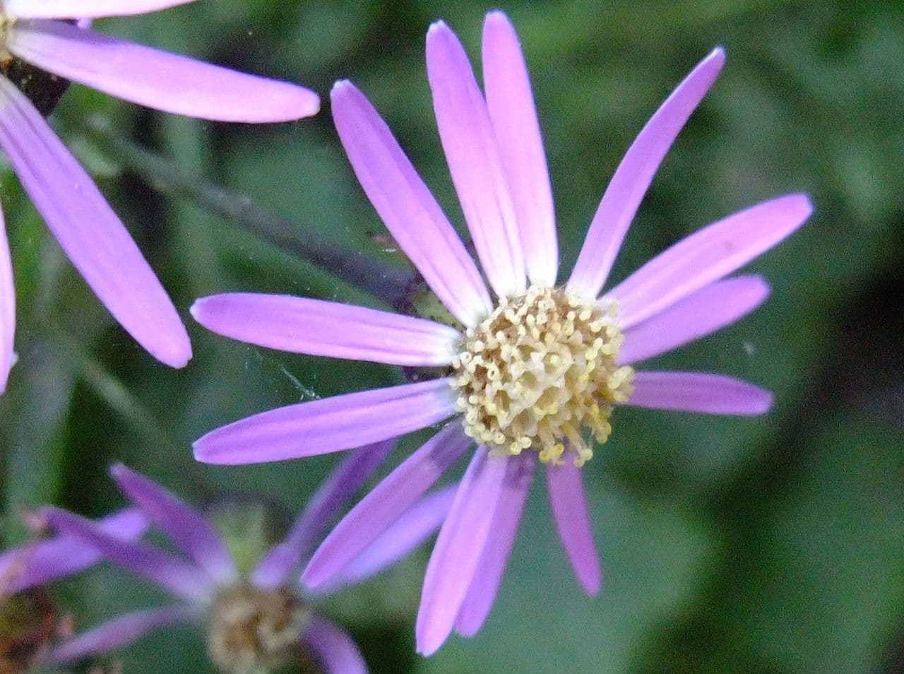 Pericallis 3