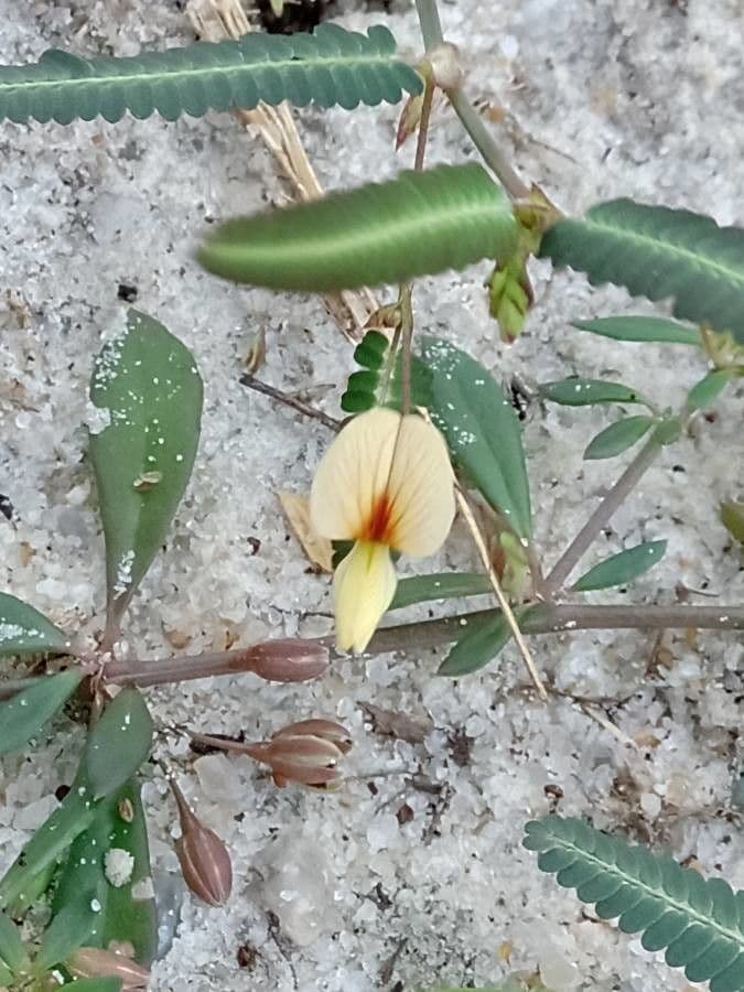 Aeschynomene indická 8