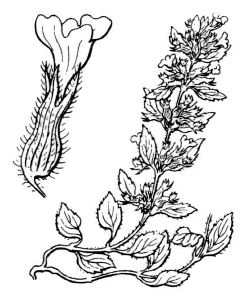 Steinquendel 25