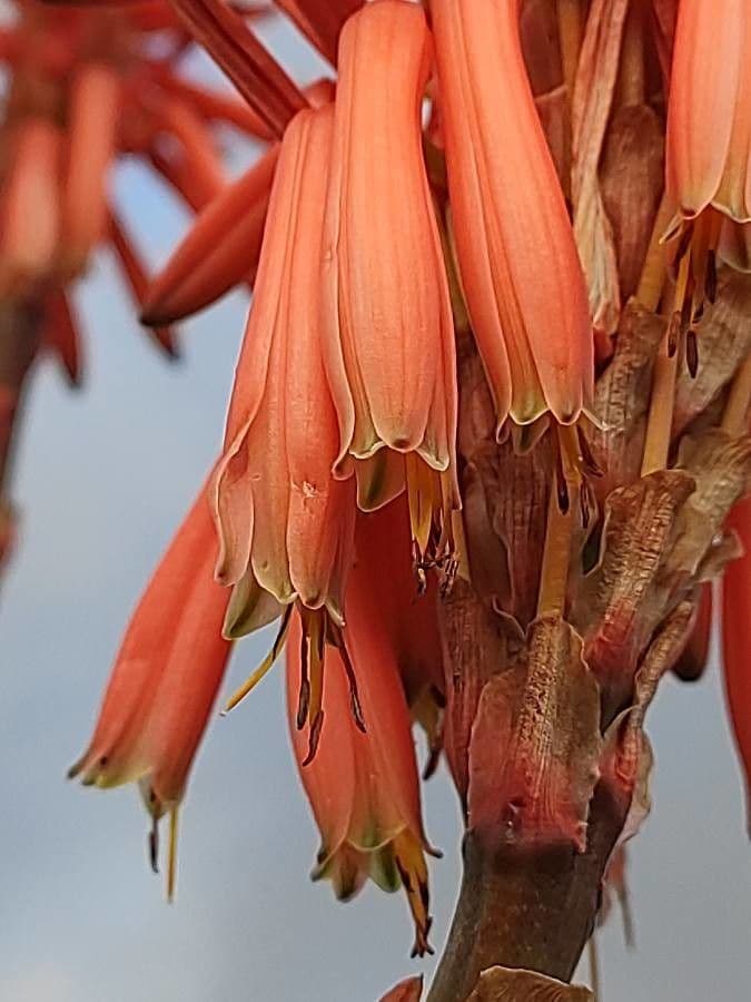Aloe 3