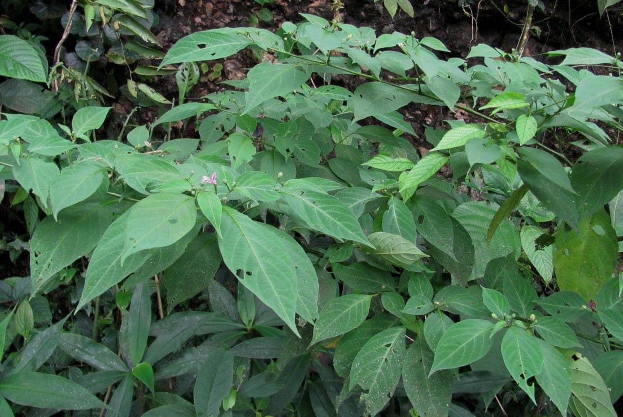 Lycianthes heteroclita 11