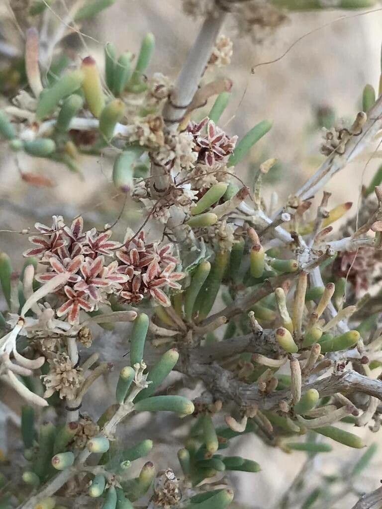 Gymnocarpos