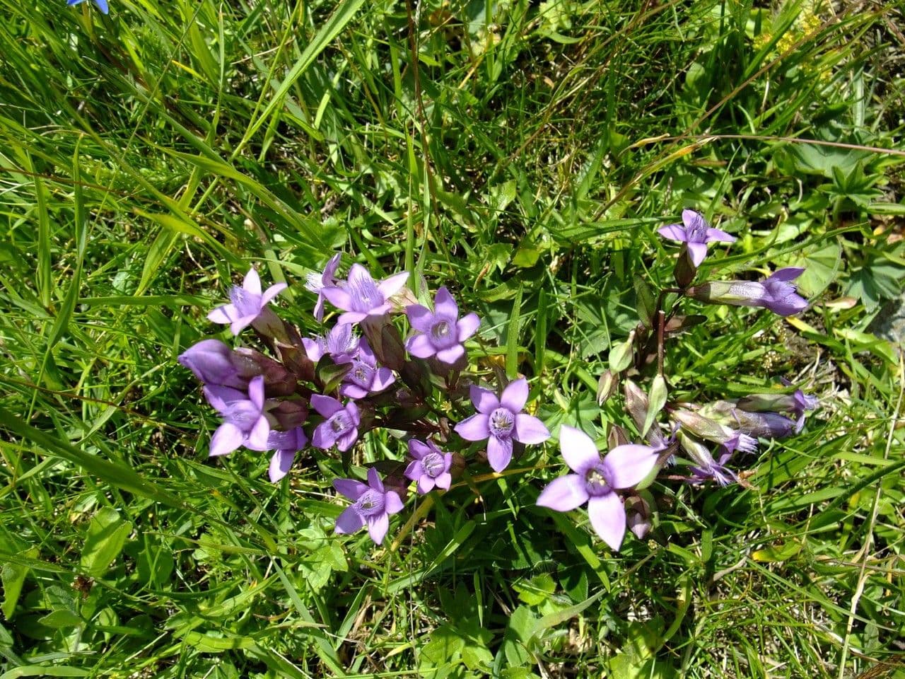 Genzianella ramosa 9