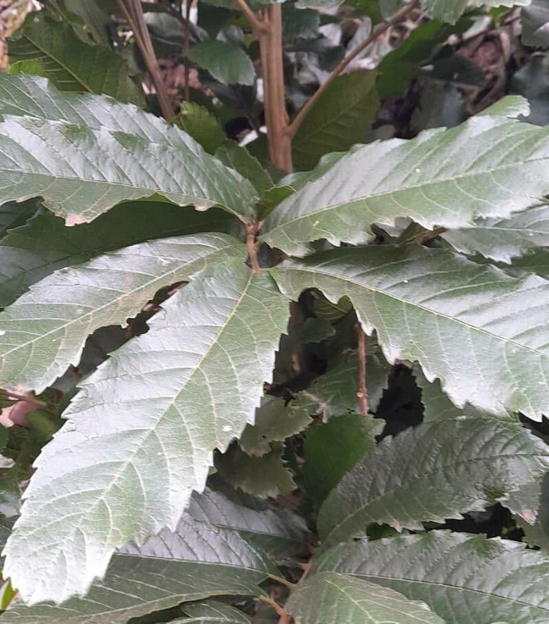 Cupania 14