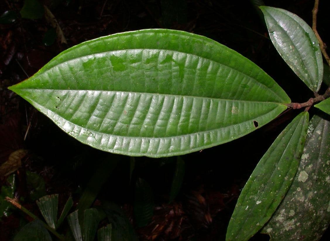Miconia 13