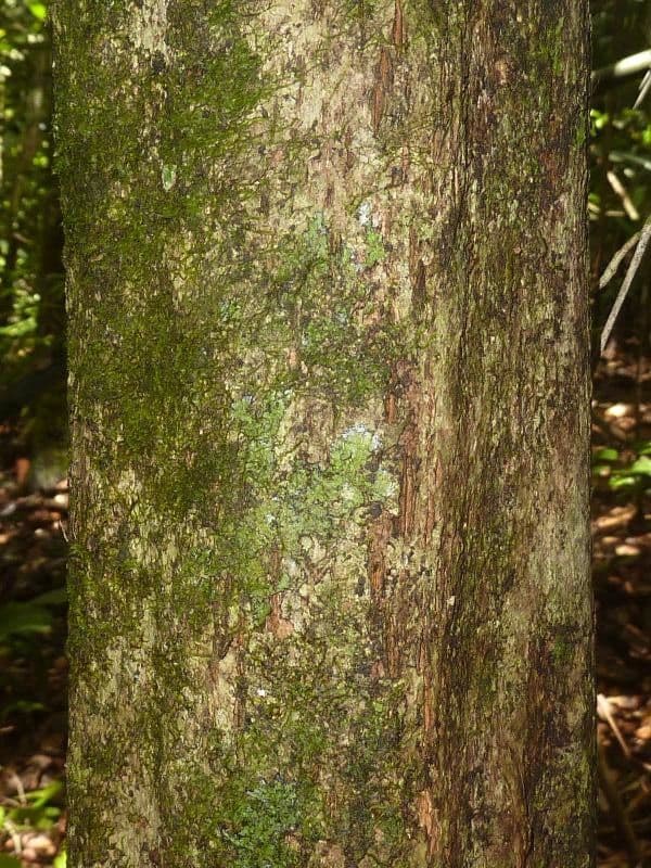 Chrysophyllum 10