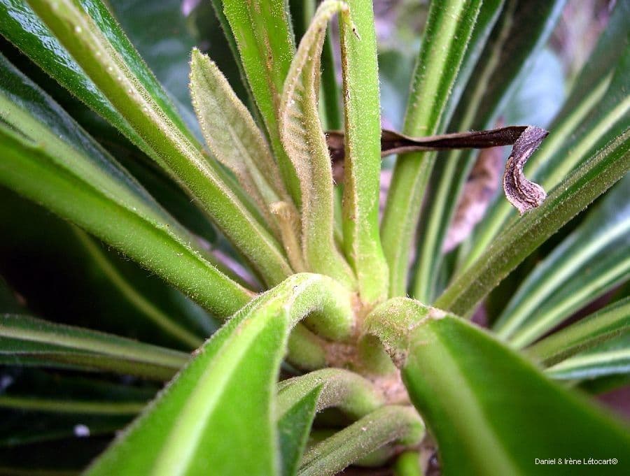 Apiopetalum