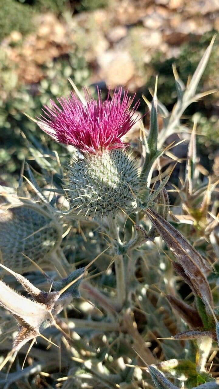 Cirsium 4