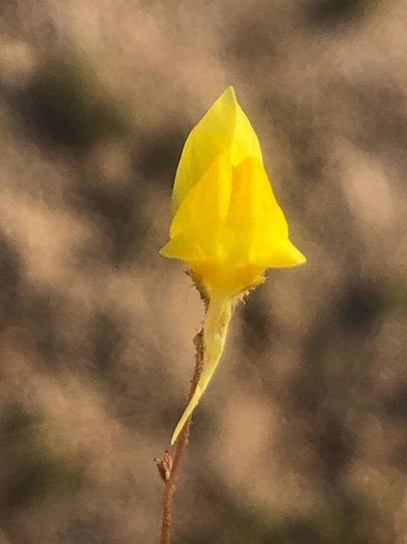 Linaria spartia