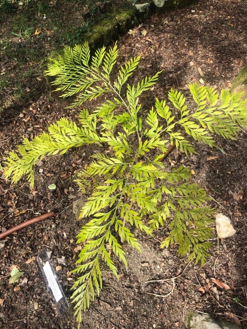 Grevillea