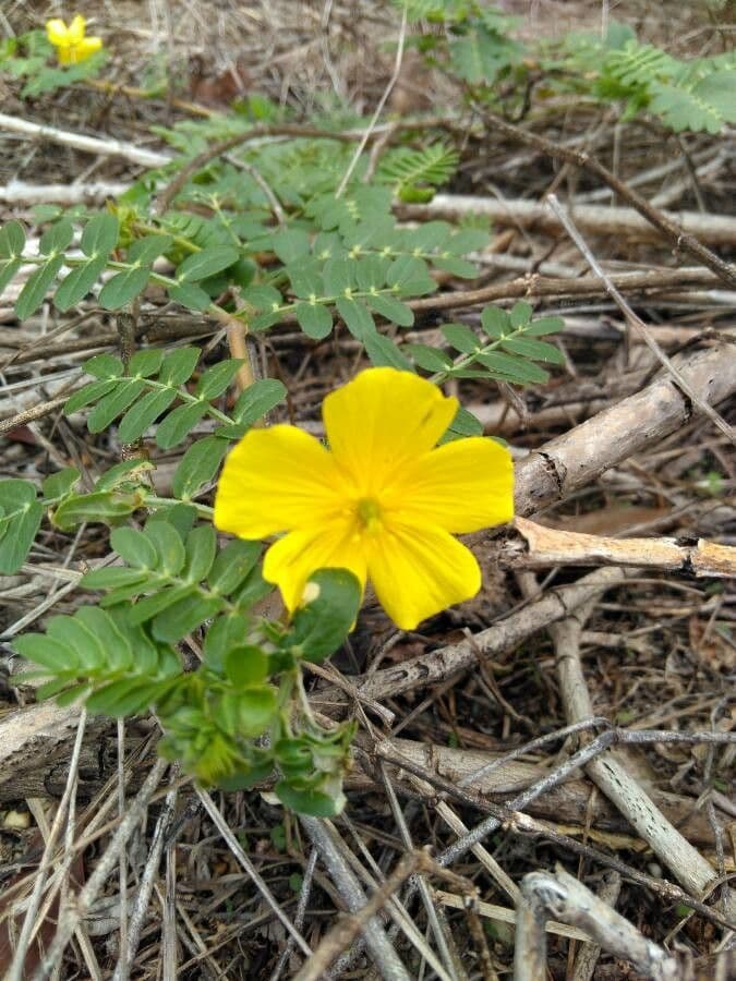 Tribolo cistoide 10