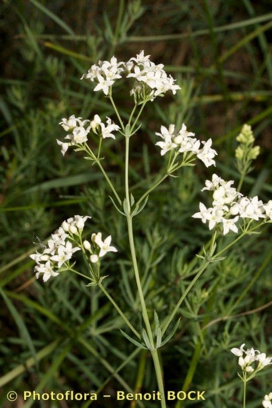 Rubia glauca 28