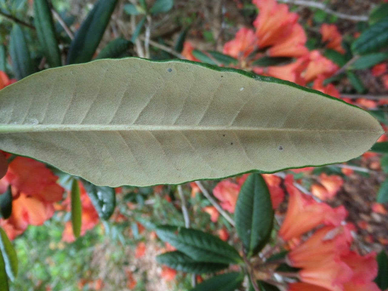 Rododendro 11