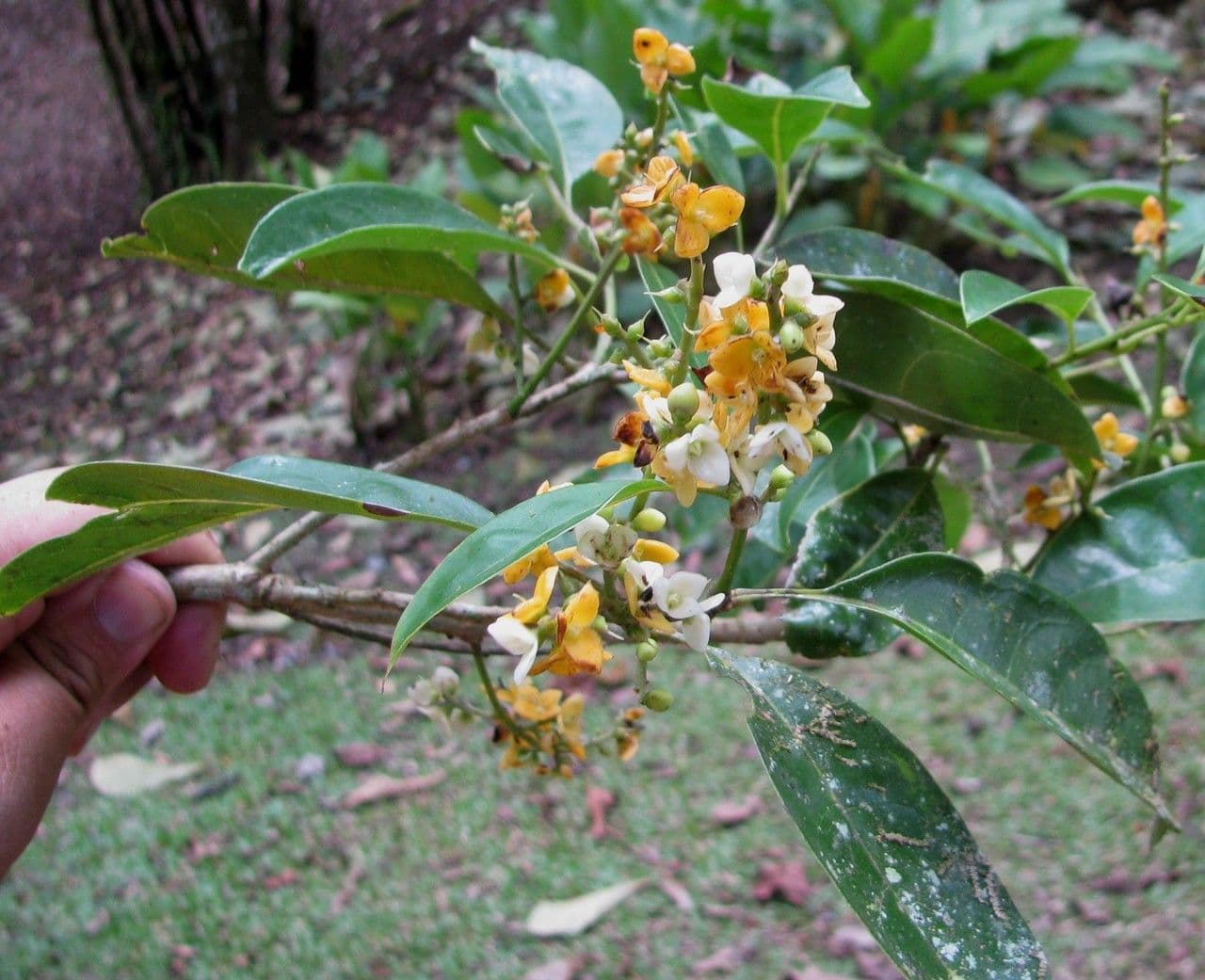 Meliosma 25