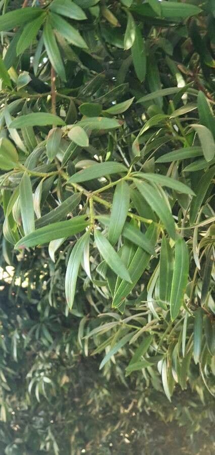 Podocarpus 5