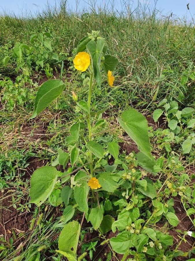 Abutilon 7