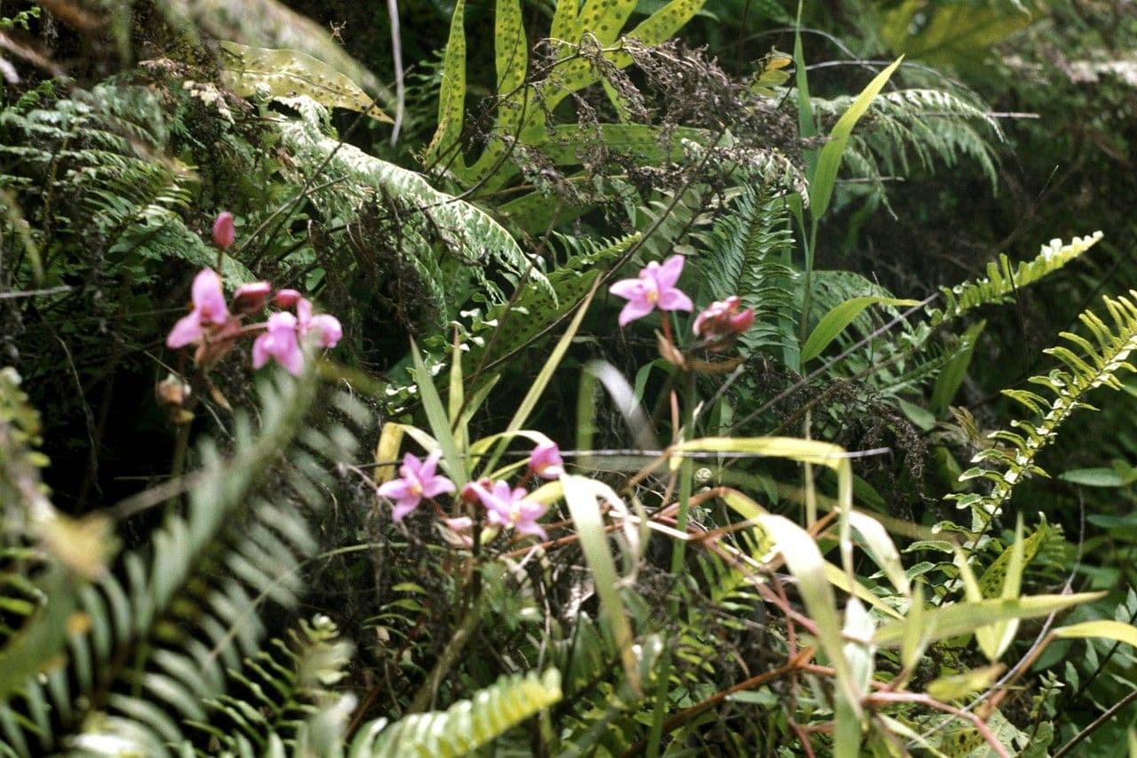 Spathoglottis plicata 26