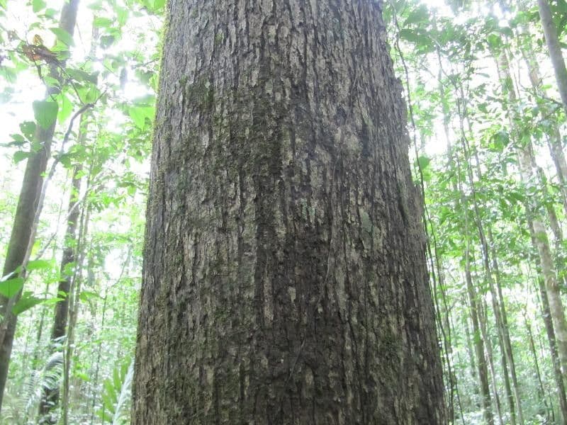Goupia glabra 11