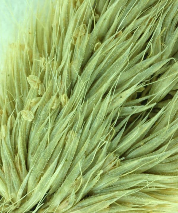 Agrostis microphylla