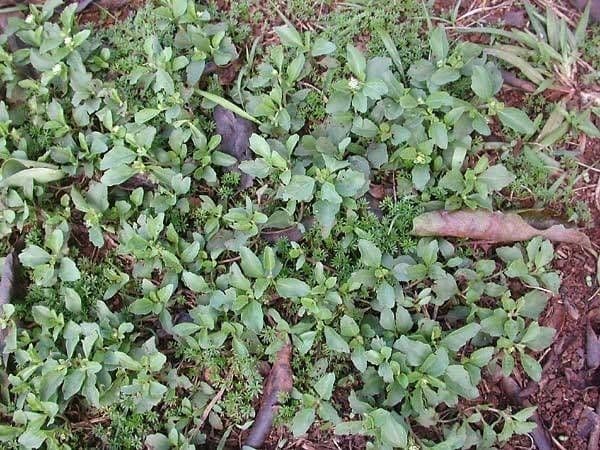 Acanthospermum australe 13