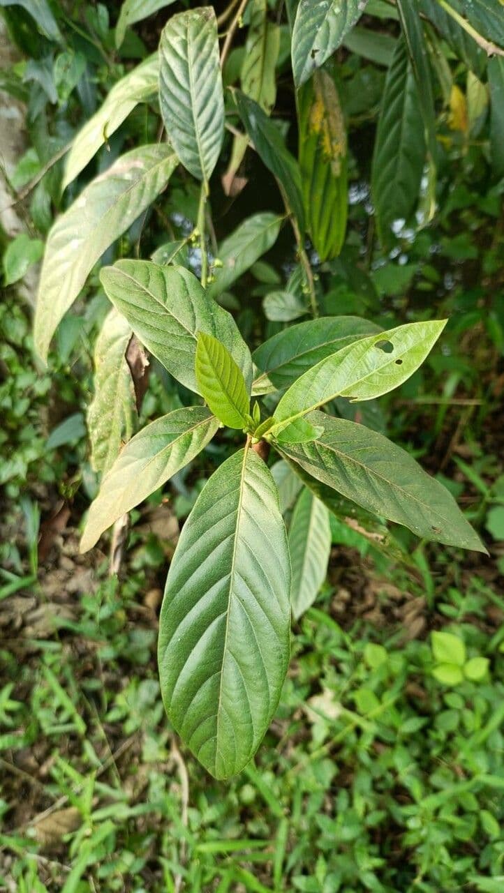 Litsea