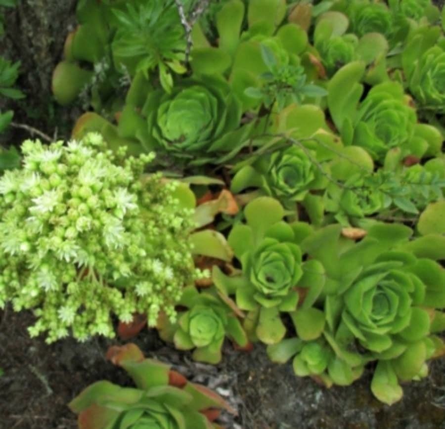  Aeonium canariense 4