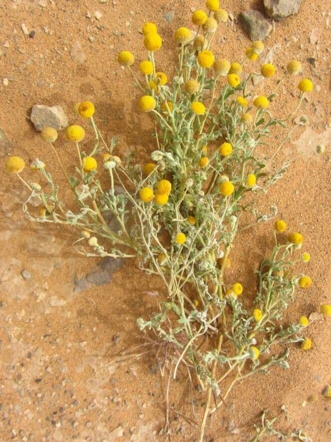 Brocchia