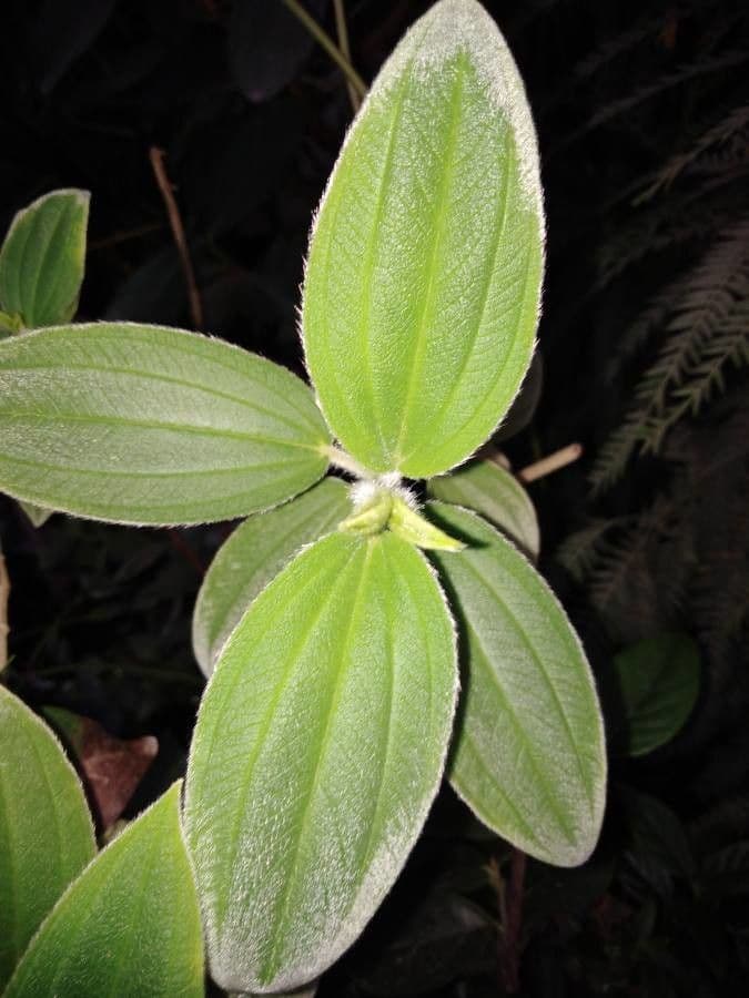 Andesanthus 2