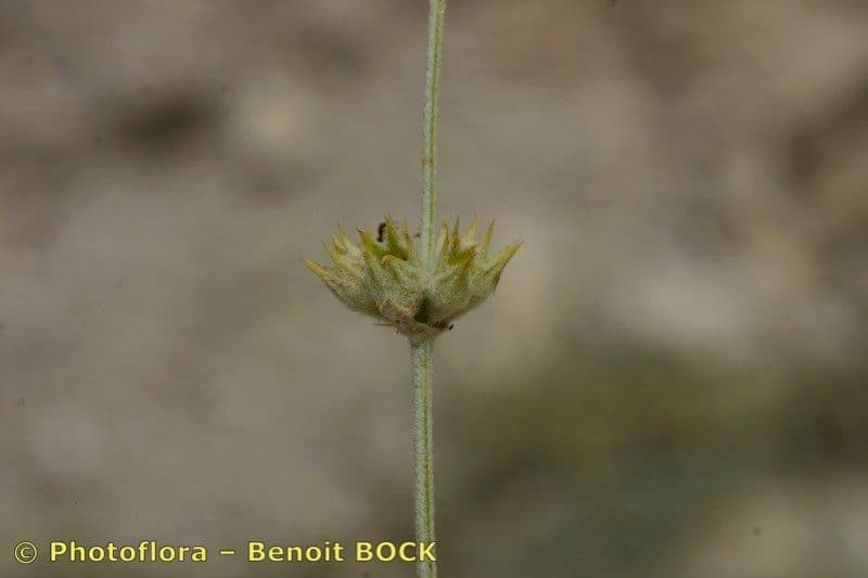 Sideritis