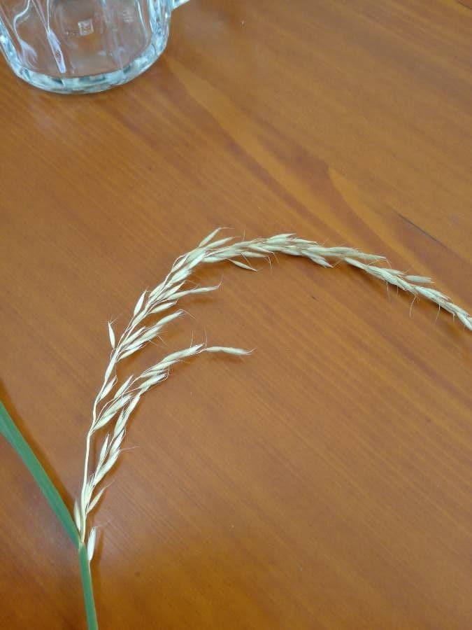 Eragrostis