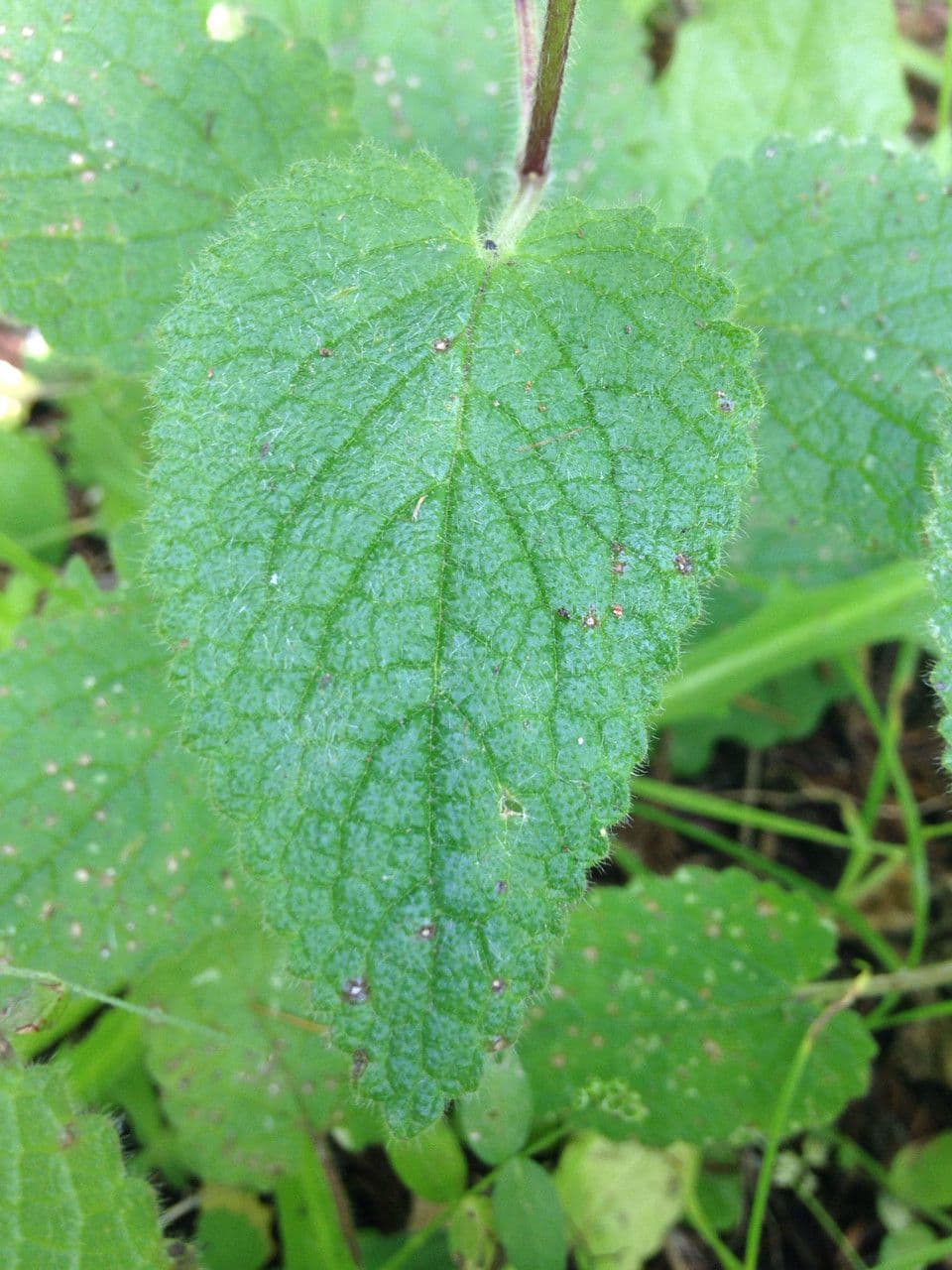 Stachys bullata 12