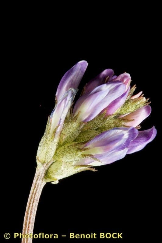 Astragalus 2