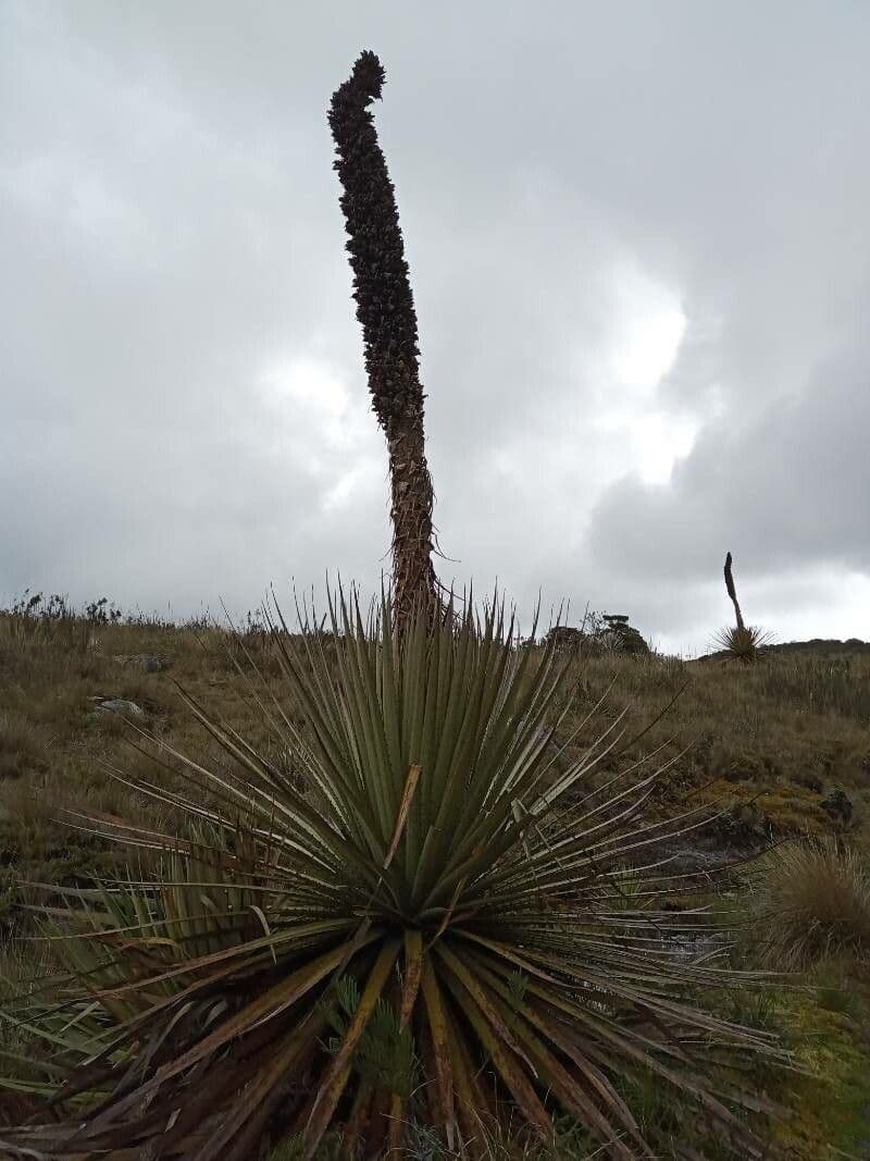 Goudots Puya 2