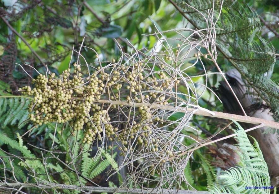 Cyphosperma 3