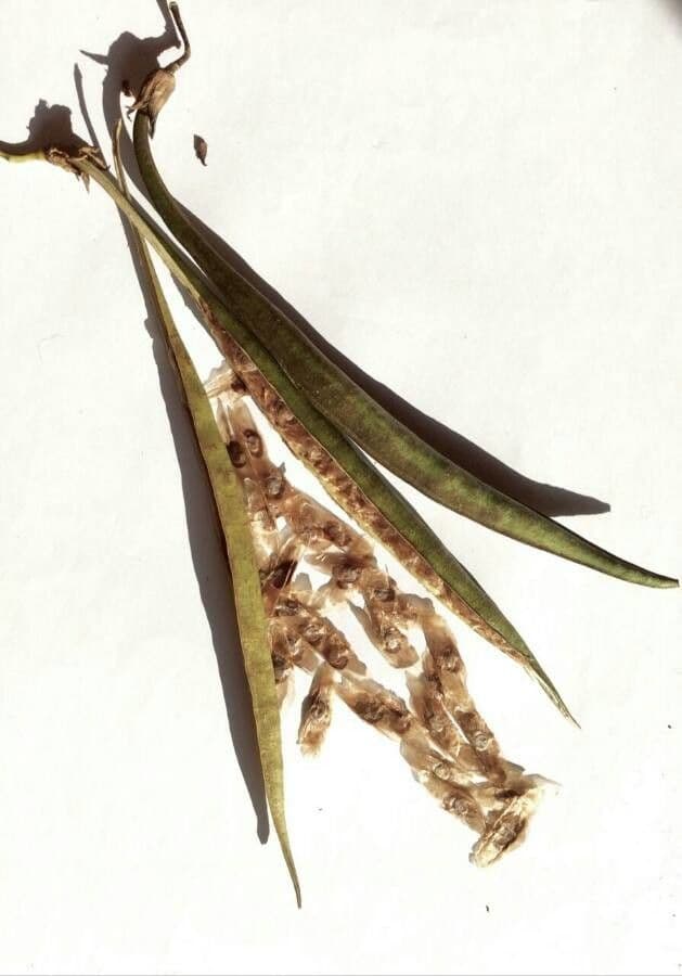 Bignonia cinese 3