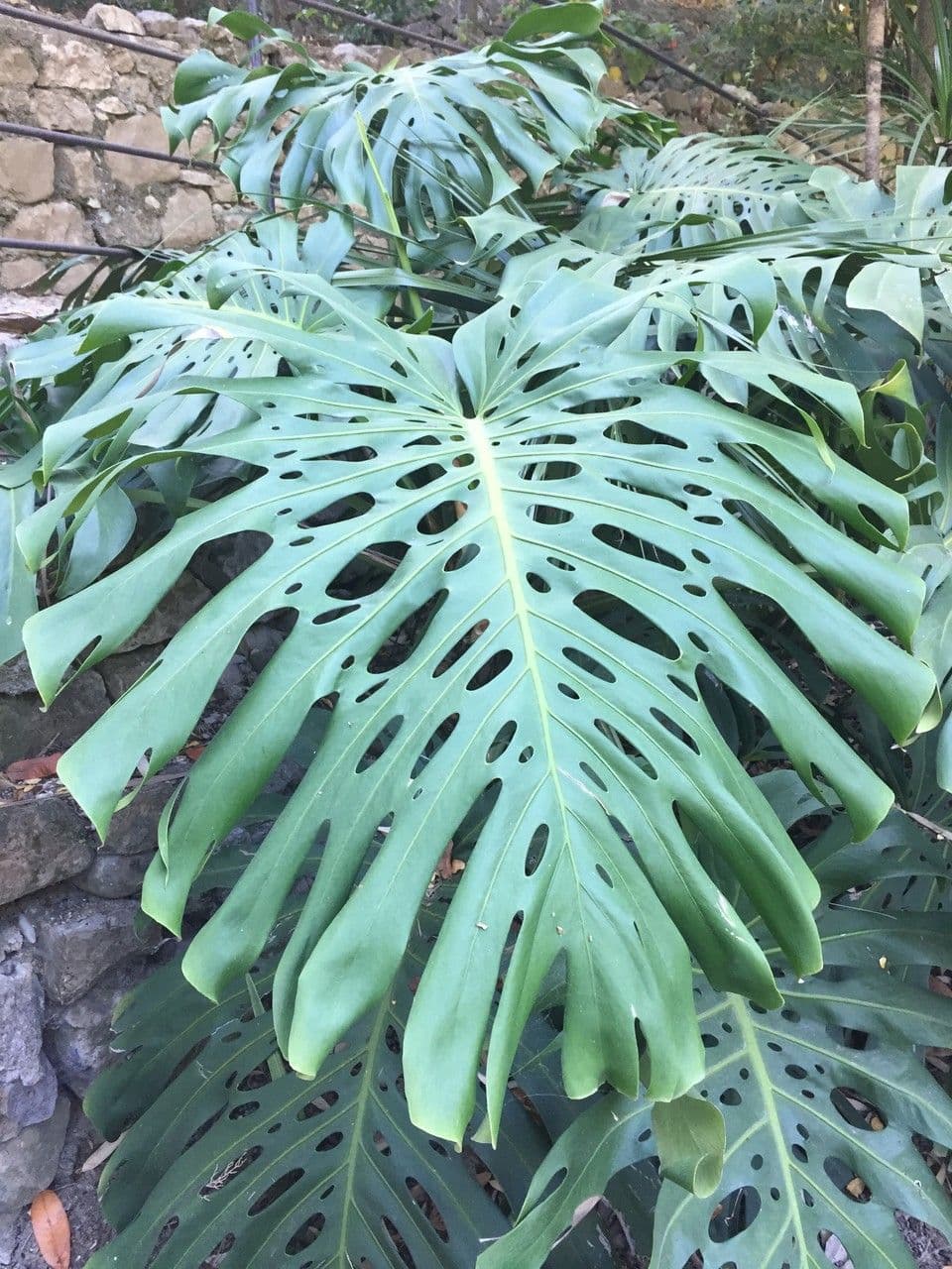 Monstera lahodná 29