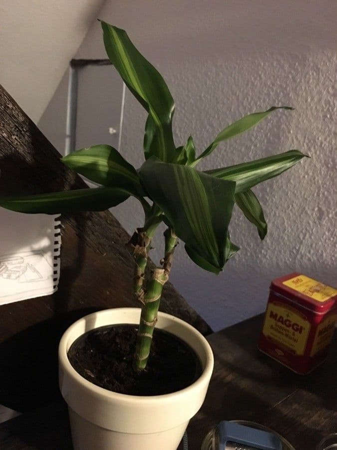 Duftende Drachenbaum 17